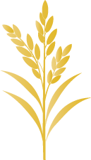 Biji Social Impact symbol The Panicle Divider is the visual anchor of the Biji Social Impact identity. Moving beyond a simple seed, the mark utilizes the structural form of the rice panicle—the exact biological framework that holds, supports, and elevates individual seeds (Biji) so